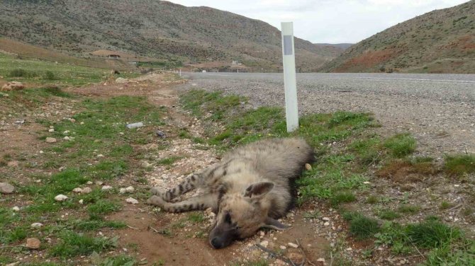 Nesli Tükenmekte Olan Çizgili Sırtlan Araç Çarpmasıyla Telef Oldu