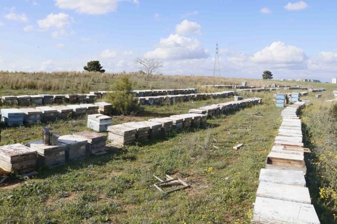 Hırsızlar 700 Adet Bal Peteğini Çaldı, Arıları Telef Etti