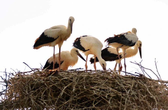 Baharın Habercisi Leylekler Erzincan’a Erken Geldi