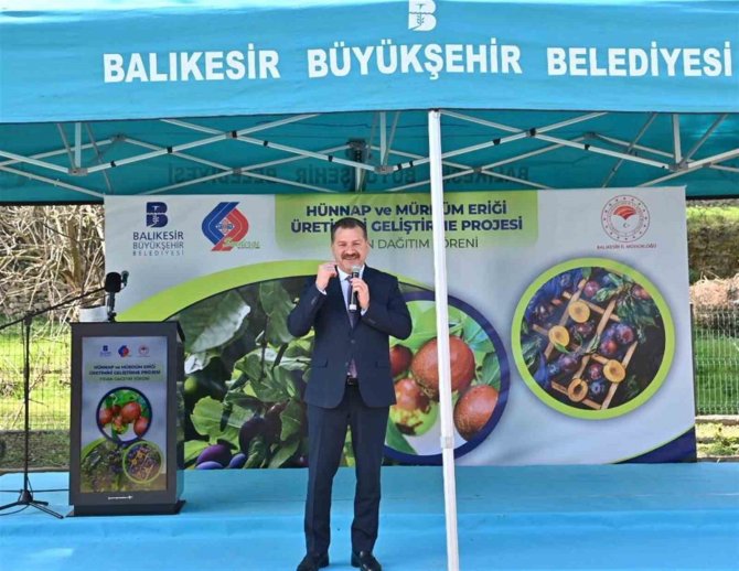 Balıkesir Büyükşehir’den Çiftçiye Hünnap Ve Mürdüm Eriği Desteği