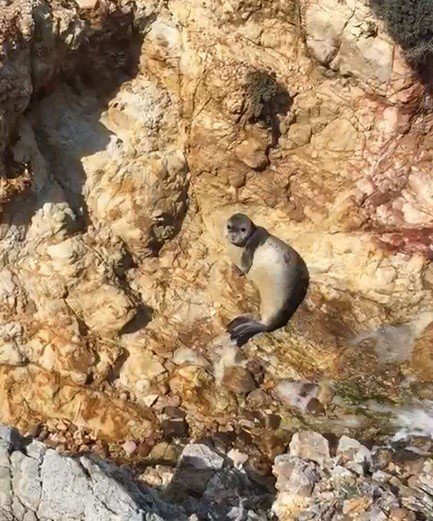 Ayvalık’ta Fok Balığı Güneşlenirken Görüntülendi