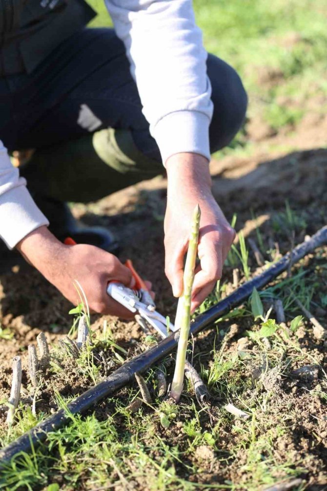 Büyükşehir Belediyesi, Kuşkonmaz Hasadına Başladı