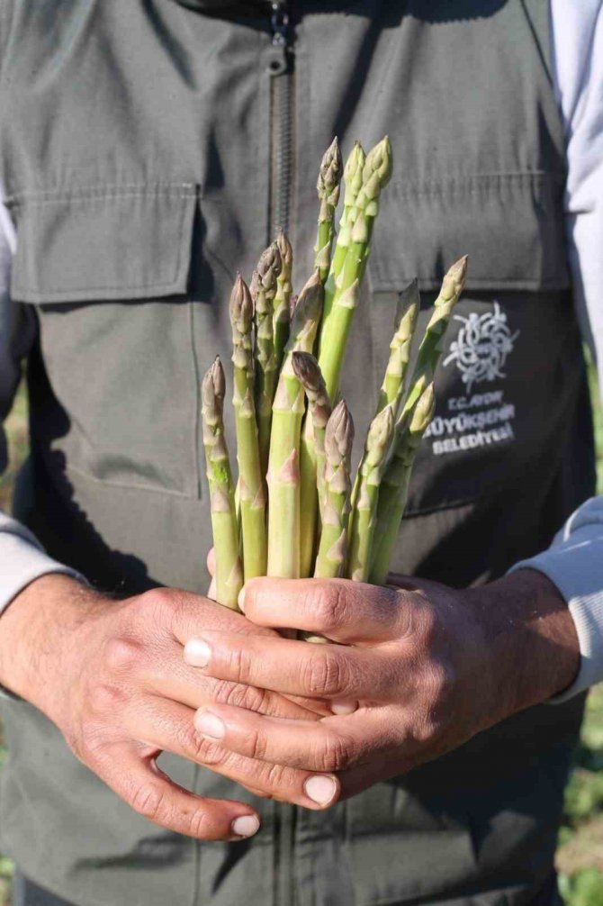 Büyükşehir Belediyesi, Kuşkonmaz Hasadına Başladı