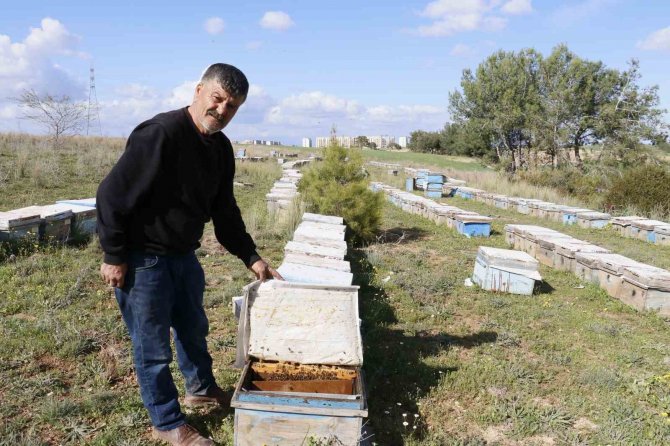 Hırsızlar 700 Adet Bal Peteğini Çaldı, Arıları Telef Etti