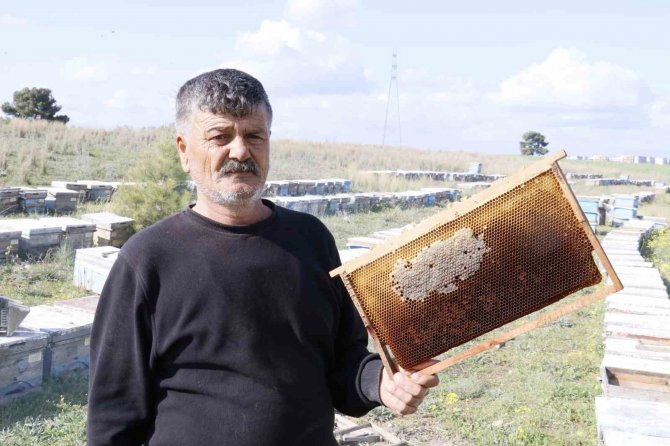 Hırsızlar 700 Adet Bal Peteğini Çaldı, Arıları Telef Etti