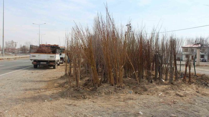 Iğdır’ın Sarı Altınının Fidan Satışları Başladı