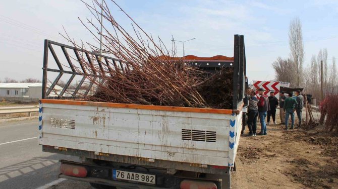 Iğdır’ın Sarı Altınının Fidan Satışları Başladı