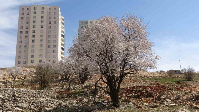 Mardin’de Bahar Görsel Şölen Oluşturdu