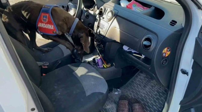 ’Kaput’ Vites Altındaki Uyuşturucuyu Burnuyla Koklayıp Patisiyle Çıkardı