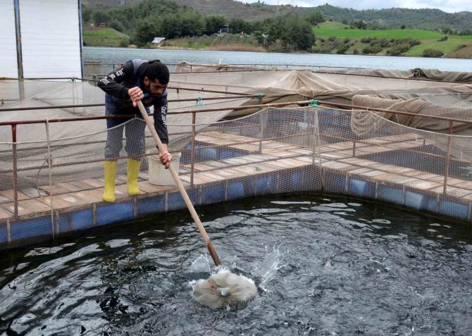 Deprem Balık İhracatını Da Vurdu: Üretim 7 Milyon Ton Azalacak