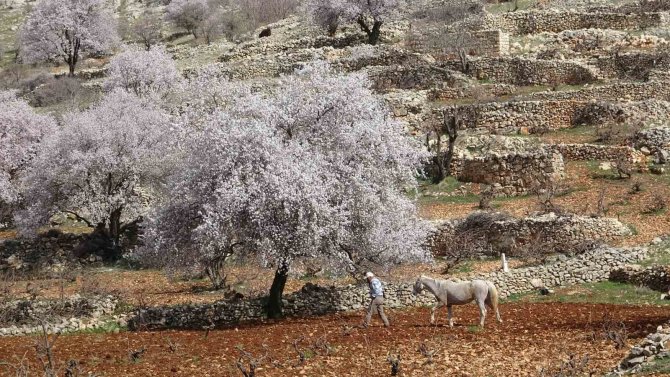 Mardin’de Bahar Görsel Şölen Oluşturdu