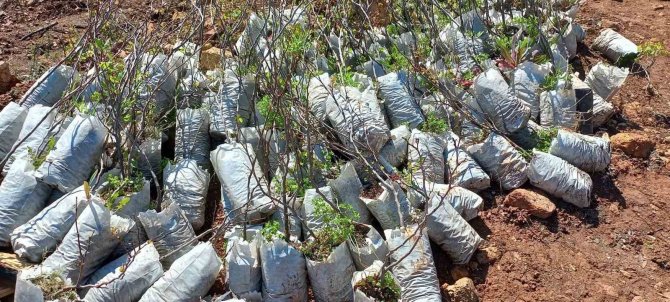 Marmaris’te Fidan Dikim Etkinlikleri Devam Ediyor