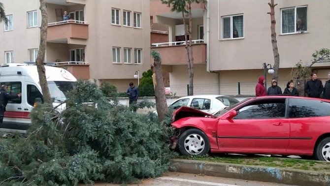 Alkollü Sürücü Ağacı Devirerek Durabildi