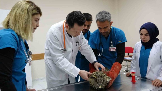 Yaralı Bulunan Bayağı Puhu Kuşu Tedavi Altına Alındı