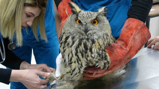 Yaralı Bulunan Bayağı Puhu Kuşu Tedavi Altına Alındı