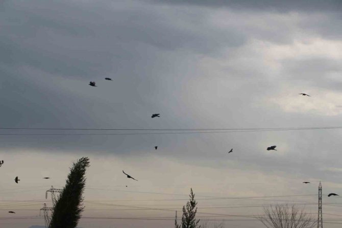 Silopi’de Kargalar Tarlaları İstila Etti