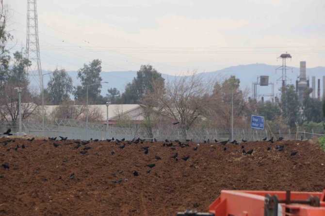 Silopi’de Kargalar Tarlaları İstila Etti