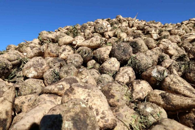 Sivas’ta O Bitkilerin Ekim Yasağı Devam Ediyor