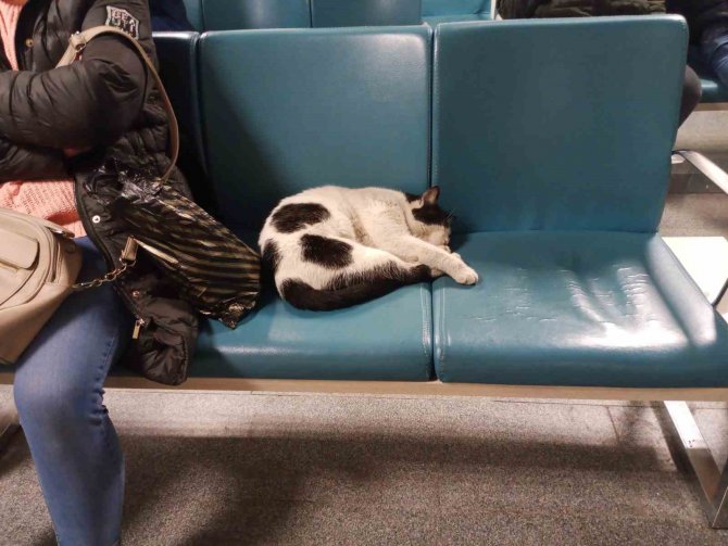 Dışarıda Üşüyen Kedi Isınmak İçin Hastaneye Sığındı