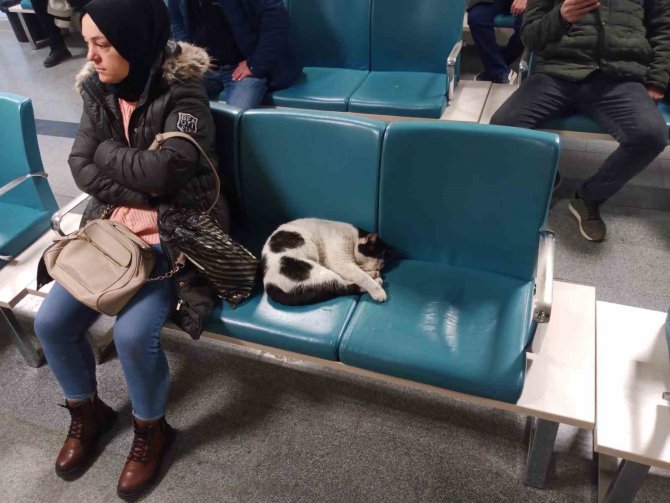 Dışarıda Üşüyen Kedi Isınmak İçin Hastaneye Sığındı