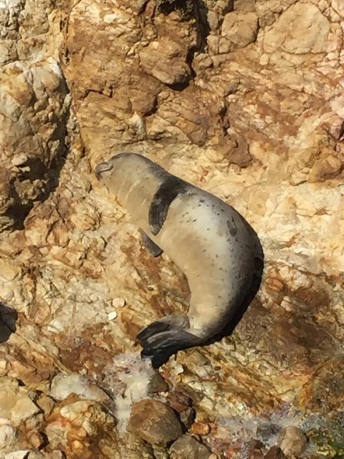 Ayvalık’ta Fok Balığı Güneşlenirken Görüntülendi