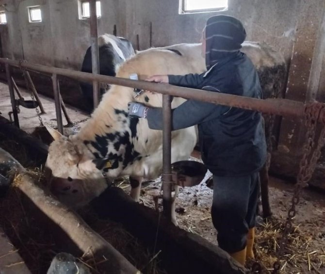Şap Hastalığına Karşı Aşılama Atağı Sürüyor