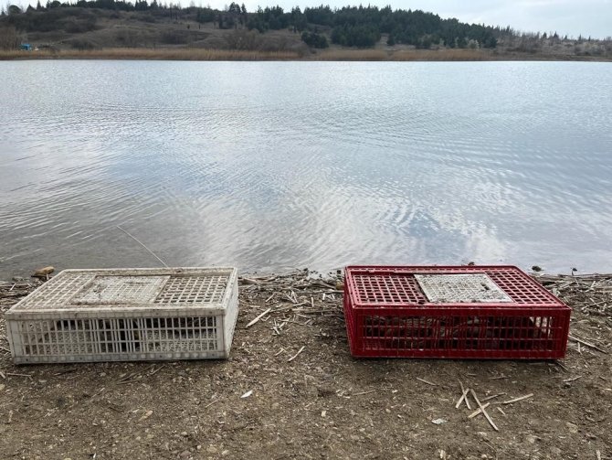 300 Yaban Ördeği Doğaya Salındı