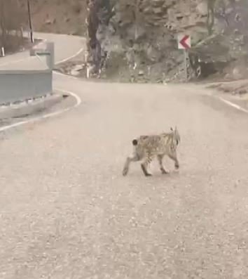 Tunceli’de Yaban Keçisi Avlayan Vaşak Görüntülendi