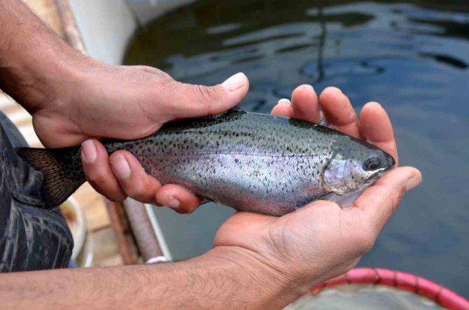 Deprem Balık İhracatını Da Vurdu: Üretim 7 Milyon Ton Azalacak