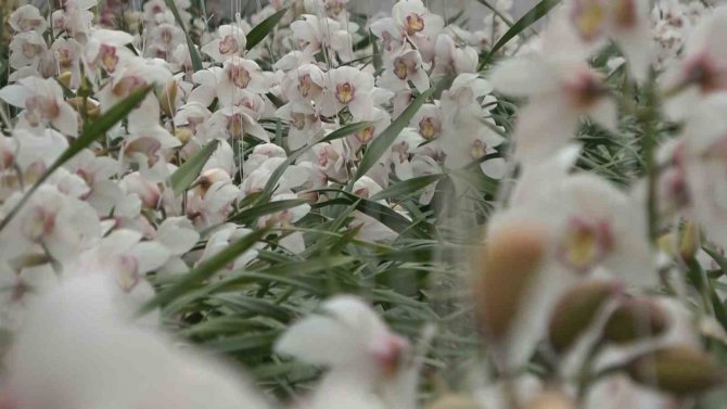 Yalova’daki Süs Bitkileri İhracatında Yüzde 90 Artış