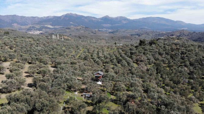 Halkalı Leke Hastalığı Zeytinleri Vuruyor