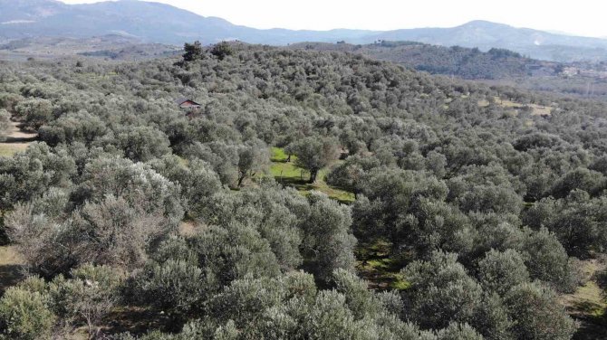 Halkalı Leke Hastalığı Zeytinleri Vuruyor