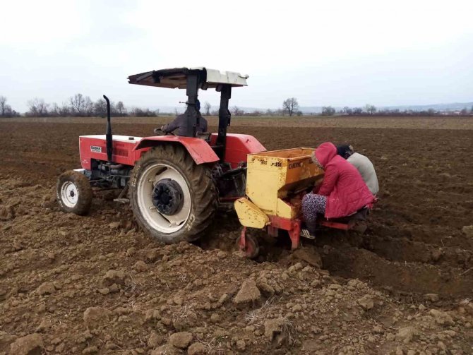 Bursa’da ‘Sarı Altın’ Ekimi Başladı