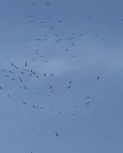 İ̇stanbul Semalarında Göç Eden Leylek Sürüsü Görüldü