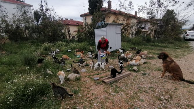 Rus Gelin, Tek Başına 250 Kediyi Sahiplendi