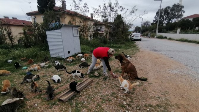 Rus Gelin, Tek Başına 250 Kediyi Sahiplendi