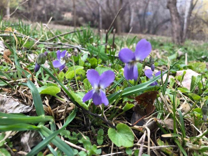 Baharın Müjdecisi Mavi Menekşeler Bahçeleri Süslemeye Başladı