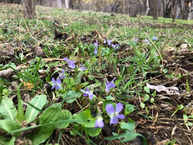 Baharın Müjdecisi Mavi Menekşeler Bahçeleri Süslemeye Başladı