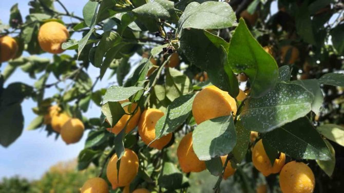 Hatay’da Depolar Yıkılıp Dağıtım Zinciri Bozulunca, Çiftçilerin Mahsulleri Ellerinde Kaldı