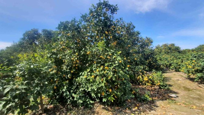 Hatay’da Depolar Yıkılıp Dağıtım Zinciri Bozulunca, Çiftçilerin Mahsulleri Ellerinde Kaldı