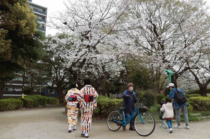 Japonya’da Kiraz Çiçekleri Açtı, Halk Parklara Akın Etti