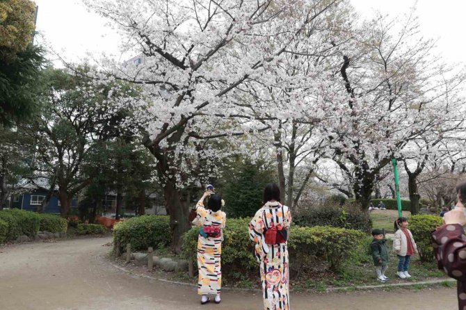 Japonya’da Kiraz Çiçekleri Açtı, Halk Parklara Akın Etti