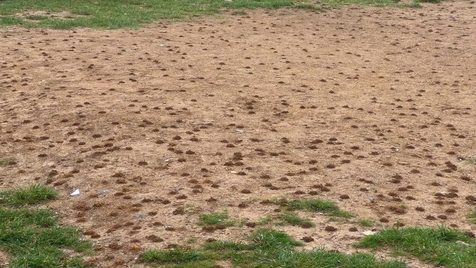 Arnavutköy’de Boş Arsadaki Yüzlerce Karınca Yuvası Görenleri Şaşkına Çevirdi