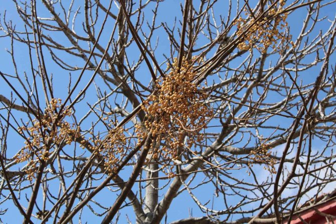 Aydın’da İlginç Manzara, Görenler Gözlerine İnanamıyor