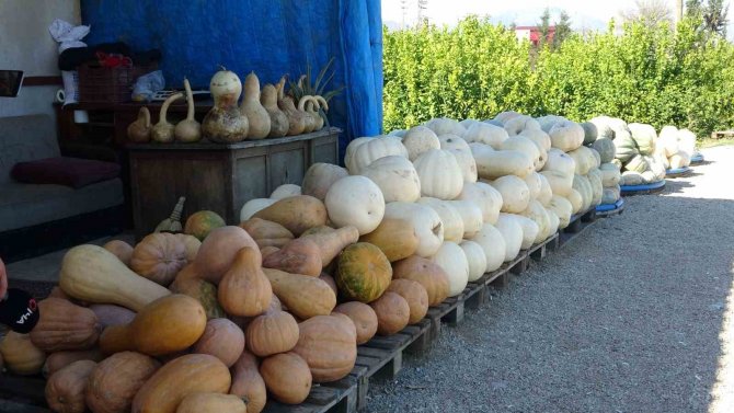 Ramazan’ın Gözde Tatlısının Yapıldığı Bal Kabağına Talep Arttı