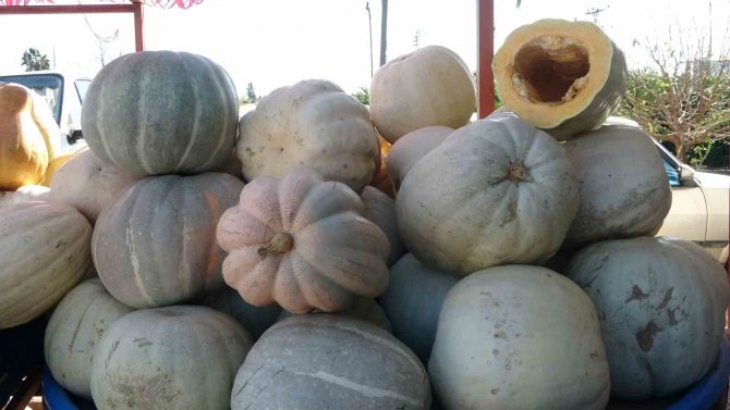 Ramazan’ın Gözde Tatlısının Yapıldığı Bal Kabağına Talep Arttı