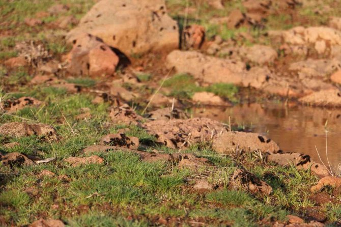 Diyarbakır’ın Bir Mahallesinde Tırtıl Yoğunluğu: Vatandaş Tedirgin