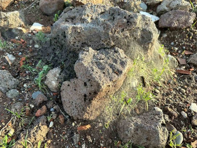 Diyarbakır’ın Bir Mahallesinde Tırtıl Yoğunluğu: Vatandaş Tedirgin