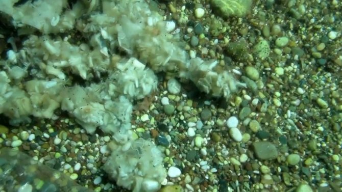 Konyaaltı’nda Denizin Dibinde Yakışmayan Görüntüler