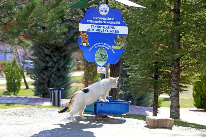 Elazığ Belediyesi, Ramazan Ayı Öncesi Sokak Hayvanlarını Unutmadı